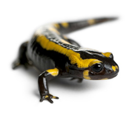 Salamandra salamandra