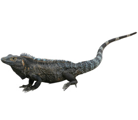 Ctenosaura similis