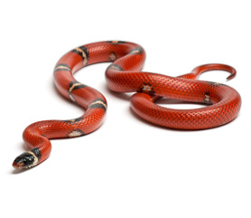 Lampropeltis triangulum sinaloae