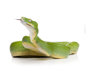 Morelia viridis