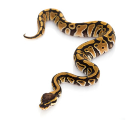 Python regius