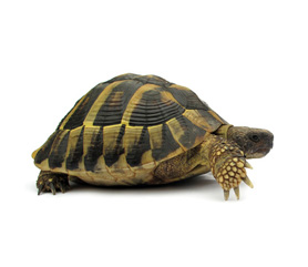 Testudo hermanni